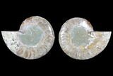 Cut & Polished Ammonite Fossil - Crystal Chambers #103073-1